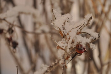 small snowflakes on the dry grass