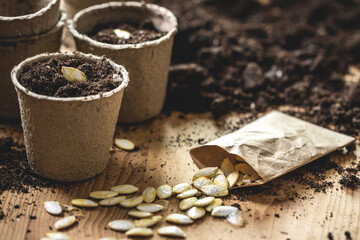 Planting seeds at peat pot. Sowing and gardening in spring. Pumpkin seed in small paper bag on table - Powered by Adobe