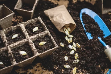 Fotobehang Sowing pumpkin seed in soil. Gardening at spring. Planting seeds into peat pot on table © encierro
