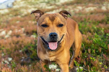 Beautiful staffordshire bull terrier loose outdoors in the wilderness at dawn. Pet portrait.