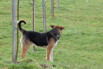 Black and brown dog among saplings