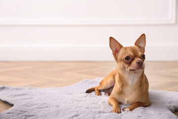 Cute Chihuahua dog lying on warm floor indoors, space for text. Heating system