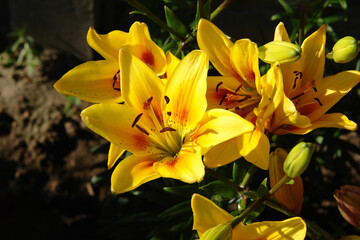 Fototapeta na wymiar A close up of bicolor lilies of the 'Grand Cru' variety (Asiatic lily) in the garden on a sunny morning. A golden-yellow, lightly speckled lilies with a red splotch on each petal