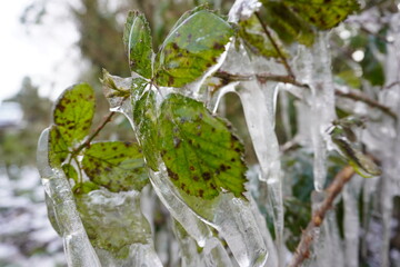 Frozen Branch 10