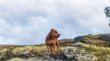 Naklejka premium Beautiful staffordshire bull terrier loose outdoors in the wilderness at dawn. Pet portrait.