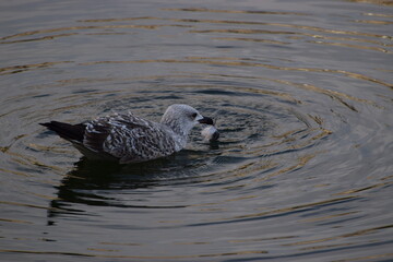 Water bird eats a fish