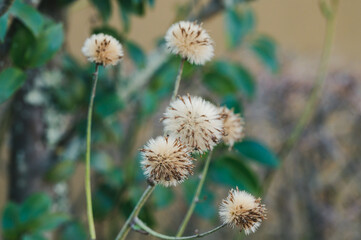 ふんわり綿ぼう