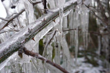Frozen Branch 06