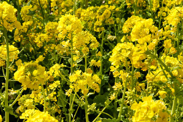 菜の花 菜花 アブラナ 黄色 花 花畑 イエロー グリーン 綺麗 美しい 優美 鮮やか 華やか
