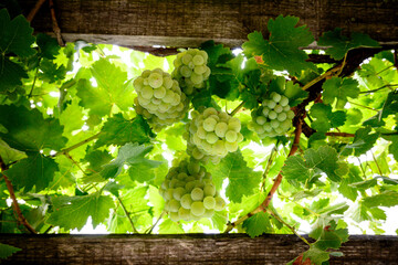 Grappoli d&rsquo;uva bianca che pendono dai traci della vite  in primo piano nel vigneto