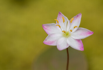 close up of pink flower