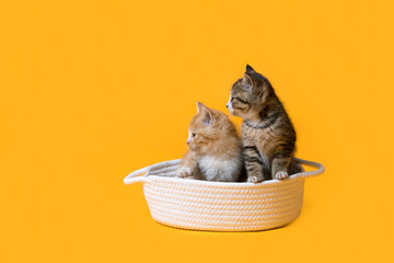 kittens in the basket