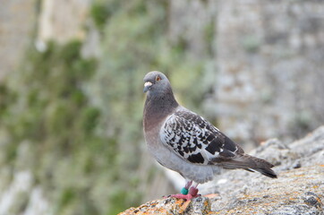 Portrait of pigeon on a stone