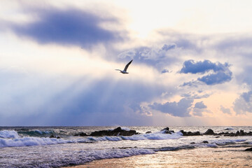 flying seagulls on the sea