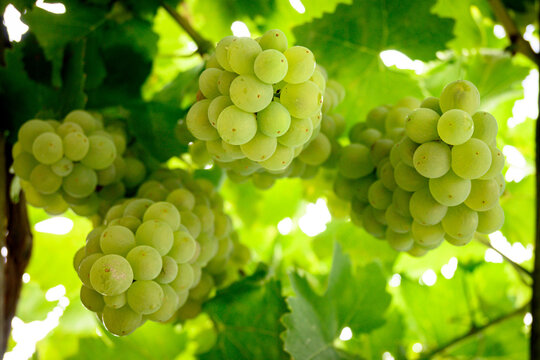  Grappoli d&rsquo;uva bianca  in primo piano sulla pianta  nel vigneto