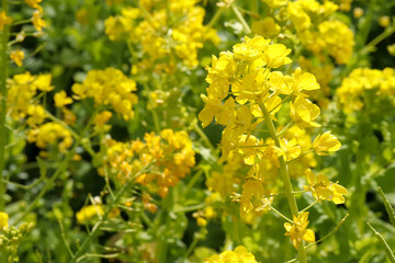 菜の花 菜花 イエロー 黄色 鮮やか 美しい 可憐 花畑 なのはな 穏やか 