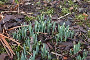 White snowdrop flower buds, Galanthus nivalis, emerging from the ground in winter