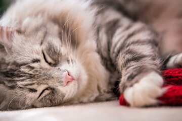 Fototapeta na wymiar closeup of the face of a cat happy pet is resting