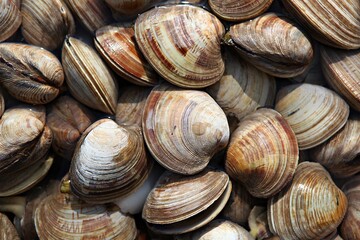 한국의해산물조개입니다