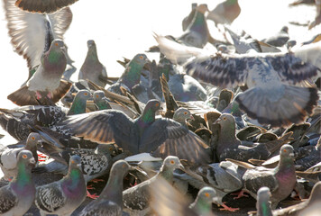 pigeons on the street closeup of a flock or group use as abstract nature background
