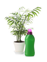 Beautiful house plant and bottle of fertilizer on white background