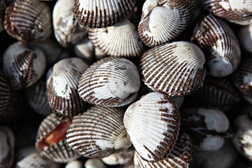 한국의해산물조개입니다