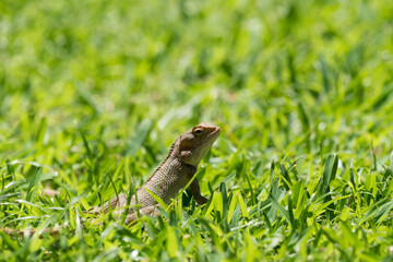 lizard on the grass closeup in Mauritius
