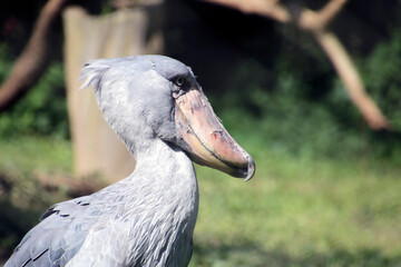 Schoebill Stork in Uganda 