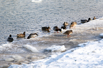 ducks in the snow