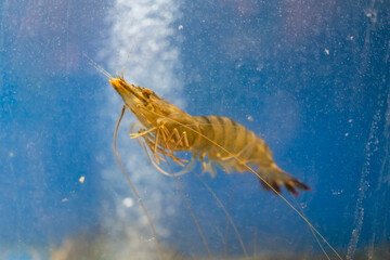 Close up alive river shrimps in fish tank ,aquarium fish at thai local market.