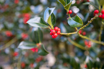 Obraz premium Vogelbeeren mit sehr reifen rote Beeren und tief grünnen Blätter