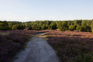 beautiful walk, trail in Lueneburger Heide, violett blossom, Germany, Europe