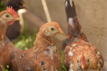 Small chickens