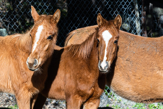 Close-up photo of two foals walking together and close to her mother