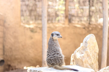animal suricate