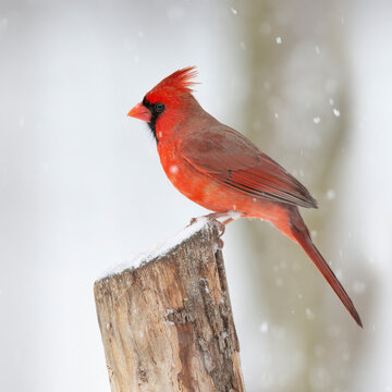 male cardinal in snow