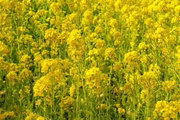 菜の花 黄色 鮮やか 綺麗 美しい 優美 可憐 落ち着いた イエロー 花畑 春