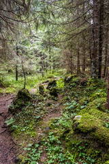 Fototapeta premium Foopath in coniferous forest, Low Tatras mountains, Slovakia