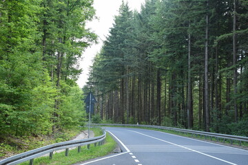Mountains road surrounded with conifers 