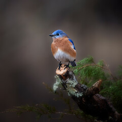 bluebird