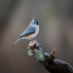 Tufted titmouse