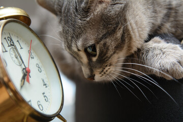 The cat looks at the dial of a vintage alarm clock. The concept is to Wake up on time