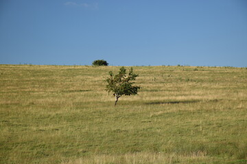 Fototapeta na wymiar Single tree on a grassy hillside with blue sky