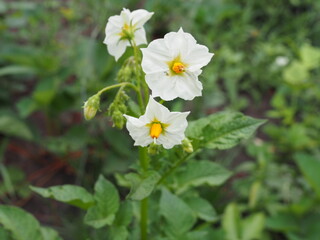 Flowering potato. Potato flowers blossom in sunlight grow in plant. White blooming potato flower on farm field. Close up organic vegetable flowers blossom growth in garden. Not Genetically engineered.