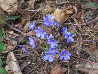 Hepatica nobilis, blue blossoms, first spring flowers in the blurred background of nature. Common Hepatica or violet Anemone hepatica, close up. Liverleaf or liverwort plant in Ranunculaceae family.