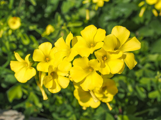 Yellow Oxalis pes-caprae, Bermuda buttercup or African wood-sorrel flowers, close up. Buttercup oxalis is tristylous flowering plant in the wood sorrel family Oxalidaceae. Common sourgrass or soursop.