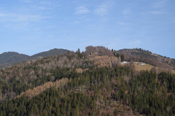 Hillside covered in trees