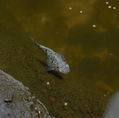 Black dotted fish in pond
All creature even fish need fresh air