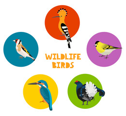Wildlife birds in round frames. Vector illustration. © Vitaly Ilyasov