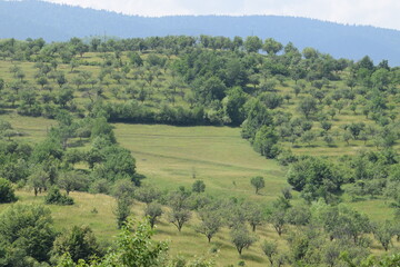 Fototapeta na wymiar Rectangular clearing on orchard covered hill